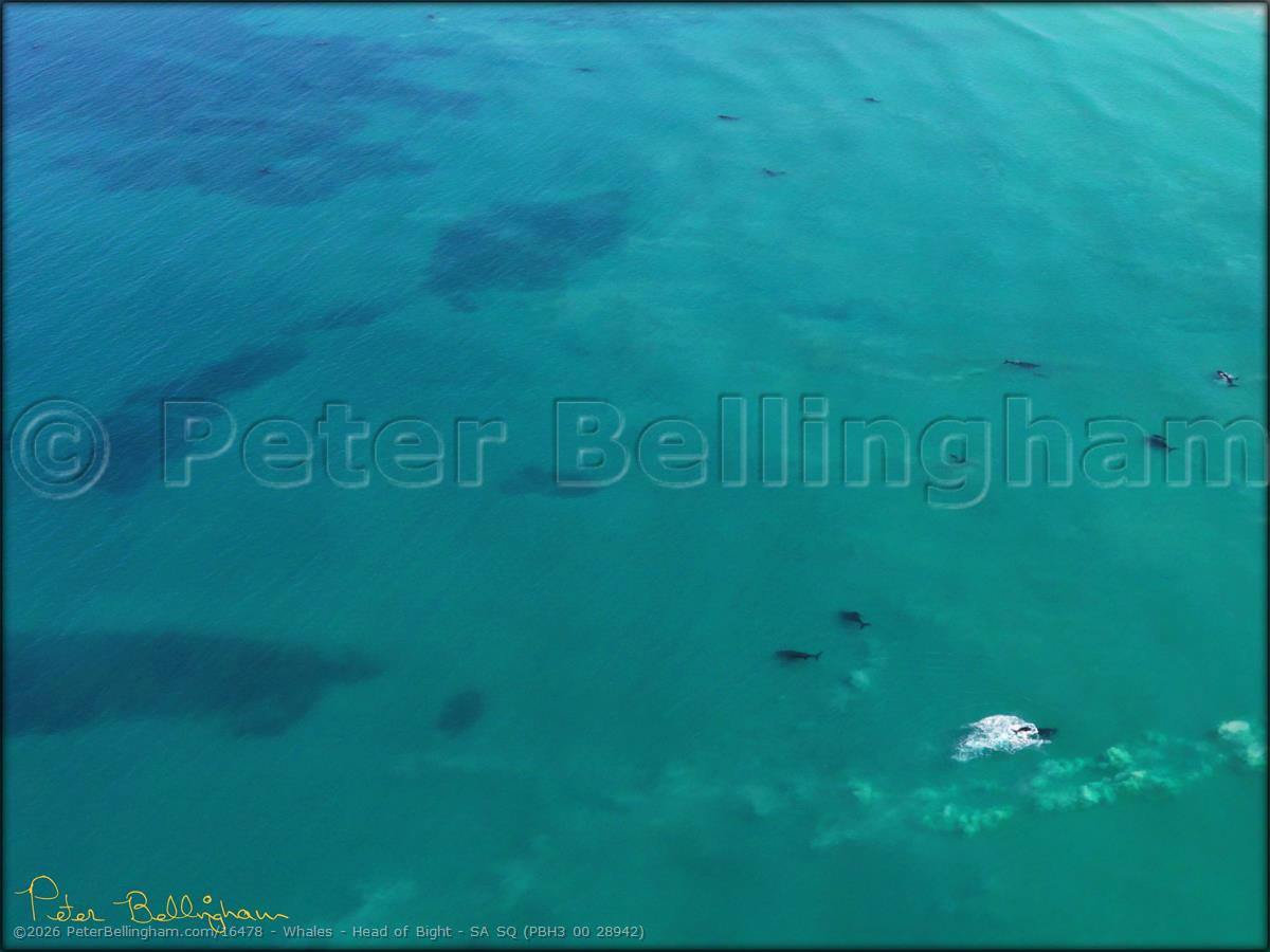 Peter Bellingham Photography Whales - Head of Bight - SA SQ (PBH3 00 28942)